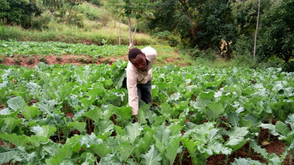 Sustainable Kitchen Gardening