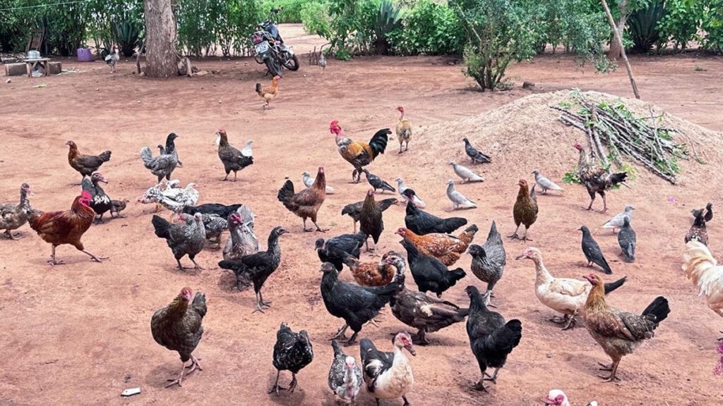 Poultry Power for Young Mothers