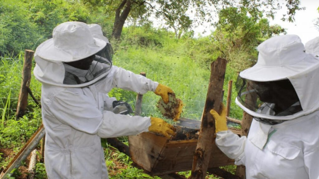 Scaling Beekeeping for Poverty Relief