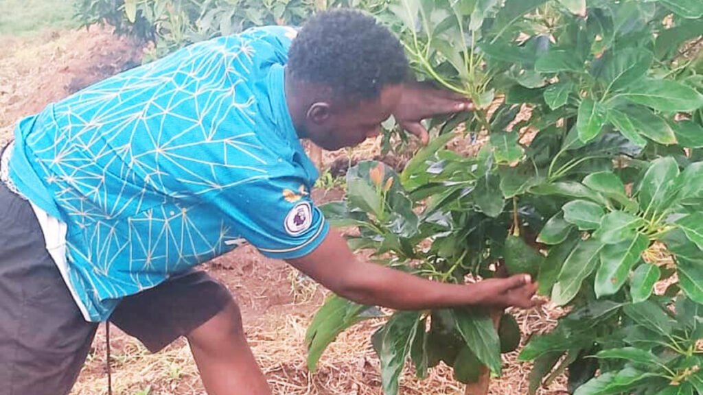 Avocado Farming for Change