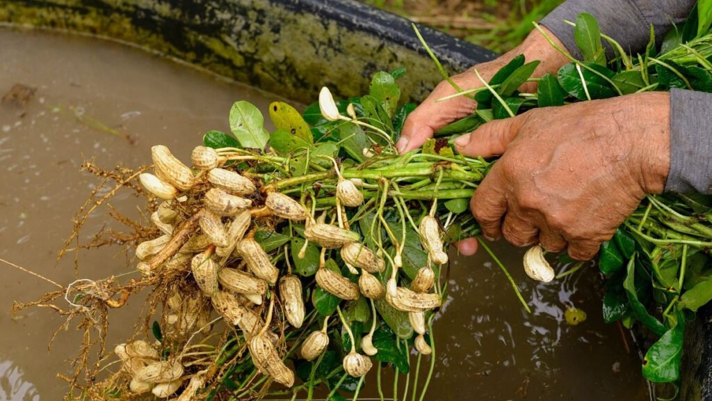 Peanut Value Makers